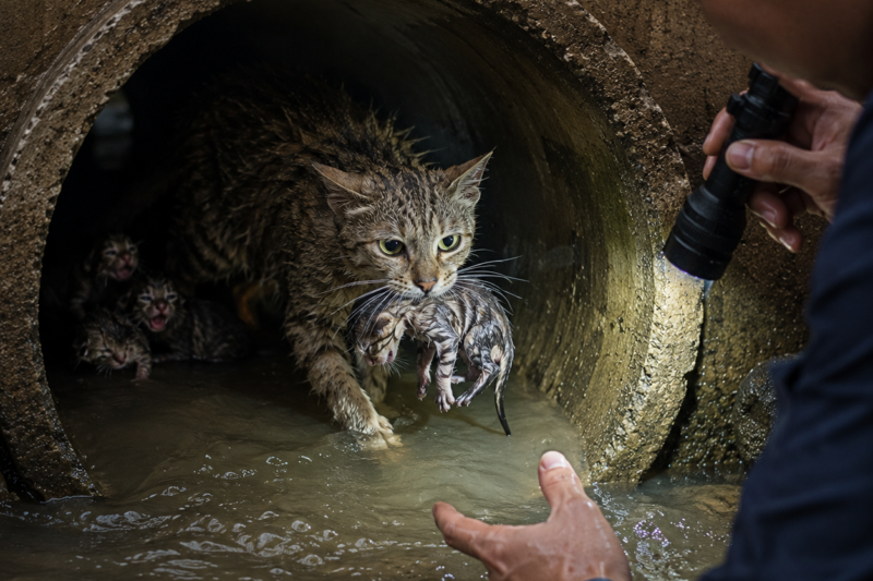 THE FLOODWATER WAS RISING INTO THE PIPE WHERE A STRAY CAT HAD JUST GIVEN BIRTH, AND HER NEWBORN KITTENS WERE TRAPPED SOMEWHERE IN THE DARK.