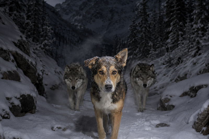 WHEN THE TRAIL CAMERA CAPTURED A STRAY DOG AT 2:18 A.M. IN THE HEART OF WOLF COUNTRY, SCIENTISTS THOUGHT IT HAD TO BE A MISTAKE — BUT THEY DIDN’T KNOW THE TRACKS AROUND HER WOULD CHALLENGE EVERYTHING THEY BELIEVED ABOUT SURVIVAL