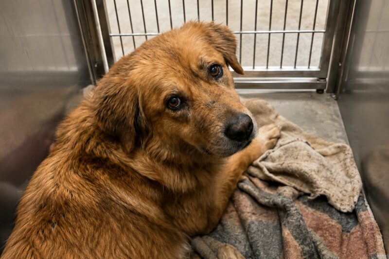 The dog who followed her from room to room, who sat beside the bathtub when she cried, who once refused to eat for two days because Sarah had gone on a work trip and left him with me