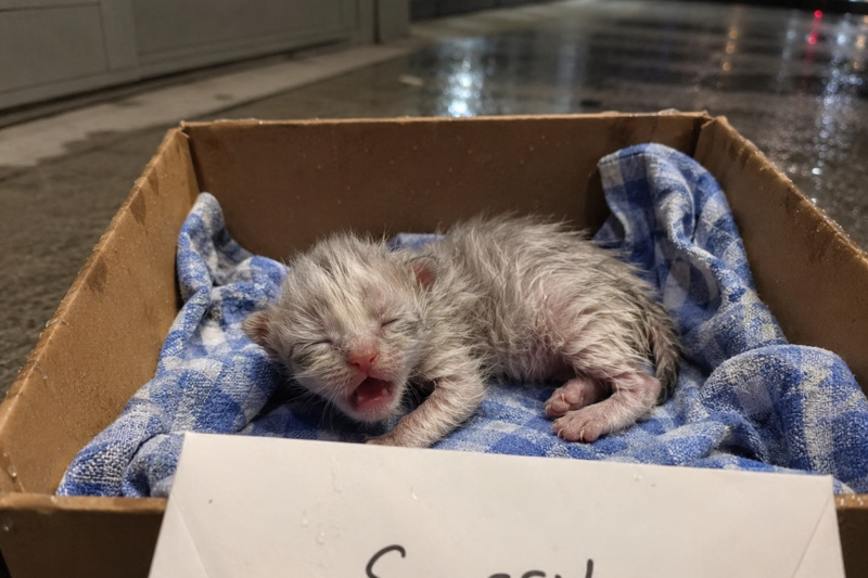 THE KITTEN WAS ONLY FIVE DAYS OLD WHEN SOMEONE LEFT HIM ON OUR CLINIC STEPS IN A SHOEBOX.  THE NOTE TAPED TO THE LID HAD ONLY ONE WORD WRITTEN ON IT.  “SORRY.”