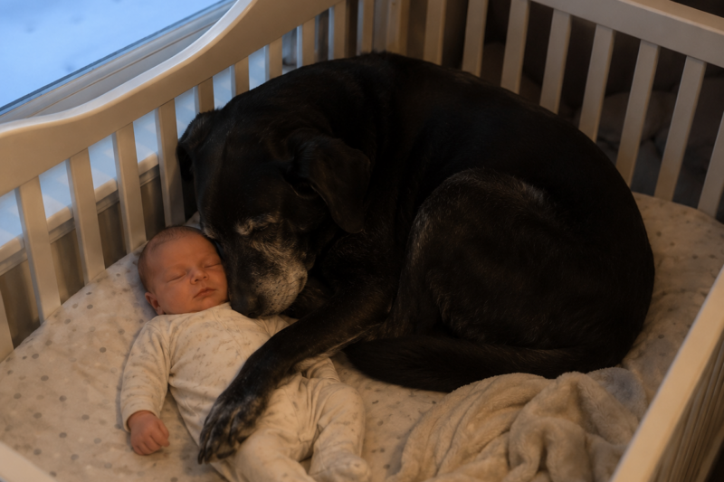 THE BABY WASN’T CRYING.  THE ROOM WAS FREEZING.  AND THE OLD LABRADOR WAS LYING BETWEEN HER CRIB AND THE COLD LIKE HE HAD MADE A PROMISE.
