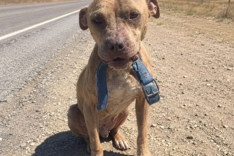 HE WOULDN’T LEAVE THE HIGHWAY. NOT FOR HEAT, HUNGER, OR FEAR. AND WHEN THEY SAW WHAT HE WAS PROTECTING, EVERYONE WENT QUIET.