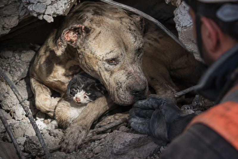 THE PITBULL THEY FOUND UNDER COLLAPSED CONCRETE — AND THE TINY KITTEN HE WOULDN’T LET GO