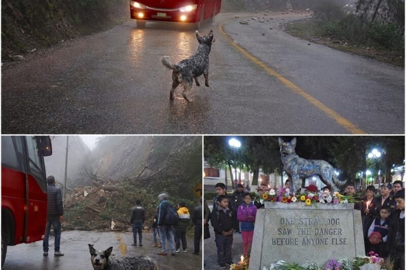 ROSIE RAN INTO THE ROAD BEFORE THE BUS COULD ROUND THE CURVE.  FORTY-THREE CHILDREN WERE WATCHING THROUGH THE RAIN.  NO ONE KNEW HER OWN BABIES WERE WAITING FOR HER BACK IN THE COLD.