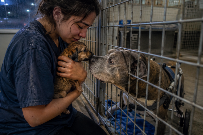 HE HAD SPENT NINE YEARS IN THE SECOND KENNEL. HIS BACK LEGS DIDN’T WORK, BUT EVERY FRIGHTENED PUPPY STILL CAME TO HIM. AND THAT NIGHT, I REALIZED THE MOST BROKEN DOG IN THE SHELTER WAS THE ONE HOLDING EVERYONE ELSE TOGETHER.