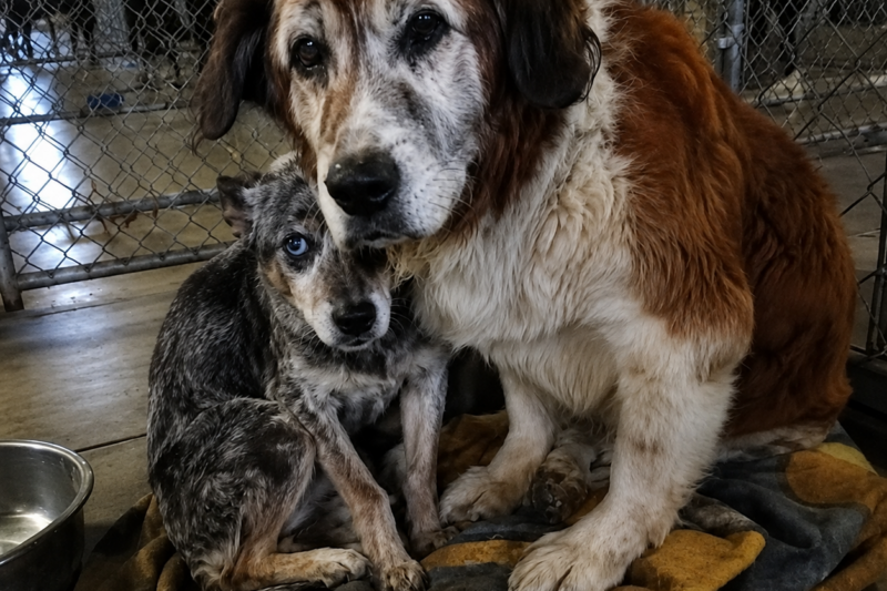 THE FAMILY LEFT TWO OLD DOGS BEHIND — BUT ONE HOWL FROM THE LAST KENNEL WOULDN’T LET ME WALK AWAY