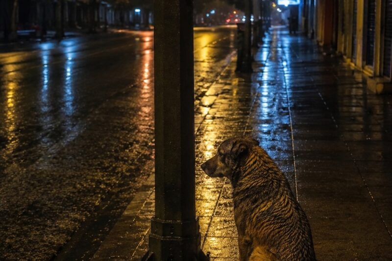 Same tired eyes fixed on the empty street like he was waiting for a promise the world had forgotten.  For eight days, he had been there.