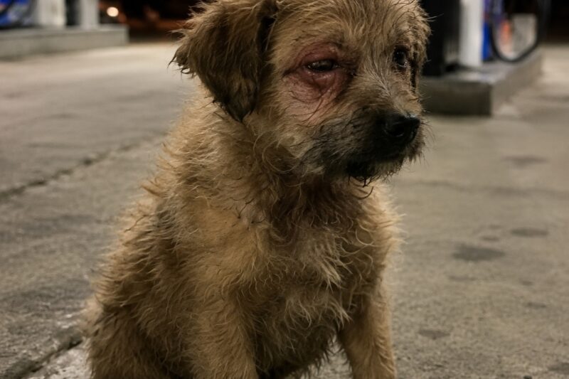 The puppy was still waiting. The truck was already gone.