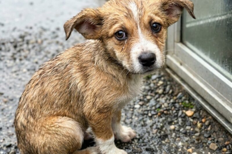 She waited in the rain. She waited in the cold. And every morning, her eyes searched the same road.