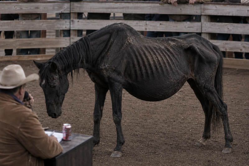 The Cowboy Who Bought a Dying Giant Mare for $5 — What She Delivered Changed an Entire Town