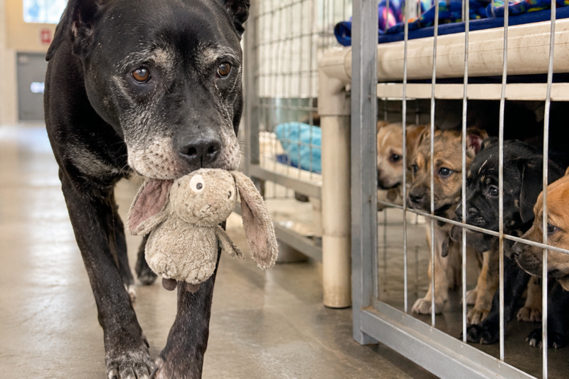THE DOG NOBODY WANTED LEFT SOMETHING BEHIND.  UNDER EVERY PUPPY BED, WORKERS FOUND A SECRET.  THEN THE CAMERAS SHOWED WHAT SHADOW HAD BEEN DOING IN THE DARK.