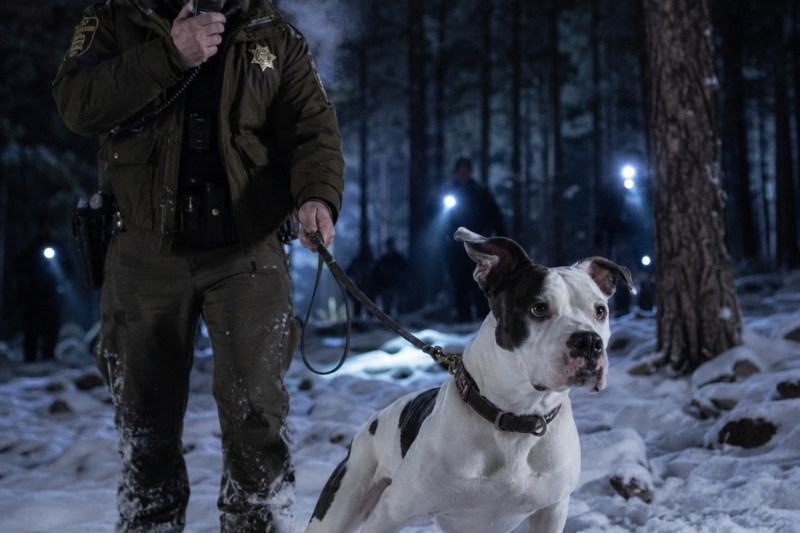 THE OFFICIAL SEARCH HAD EVERY TRAINED DOG ON THE MOUNTAIN.  BUT THE ONE WHO WOULD NOT TURN AWAY WAS A SHELTER DOG NOBODY HAD EVER TAUGHT TO TRACK.  AND WHEN RANGER FROZE IN THE SNOW, OFFICER MARCUS BENNETT FELT THE WHOLE FOREST HOLD ITS BREATH.