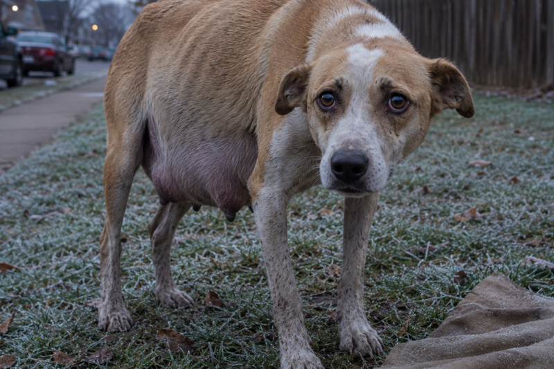 THE PREGNANT MOTHER DOG WAS TREMBLING ON THE NEIGHBORHOOD LAWN, HER EYES WET LIKE SHE WAS ASKING SOMEONE NOT TO WALK AWAY.