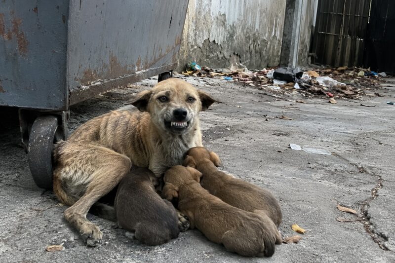 Her ribs were showing. Her puppies were crying. And she was ready to bite anyone who came close.