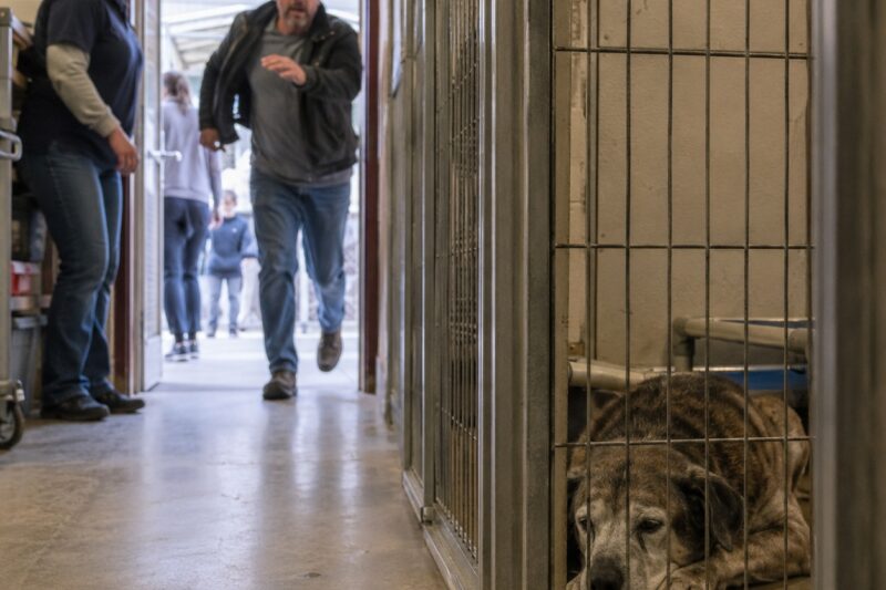 THE OLD DOG WALKED TO THREE FAMILIES AND GOT TURNED AWAY EACH TIME.
