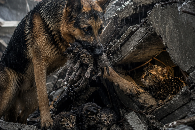 THE GERMAN SHEPHERD PULLED FOUR TINY KITTENS OUT OF THE STORM WRECKAGE IN LESS THAN AN HOUR.  EVERYONE THOUGHT THE RESCUE WAS OVER.  BUT KAISER REFUSED TO LEAVE THE RUBBLE, BECAUSE HE KNEW THEIR MOTHER WAS STILL TRAPPED INSIDE.