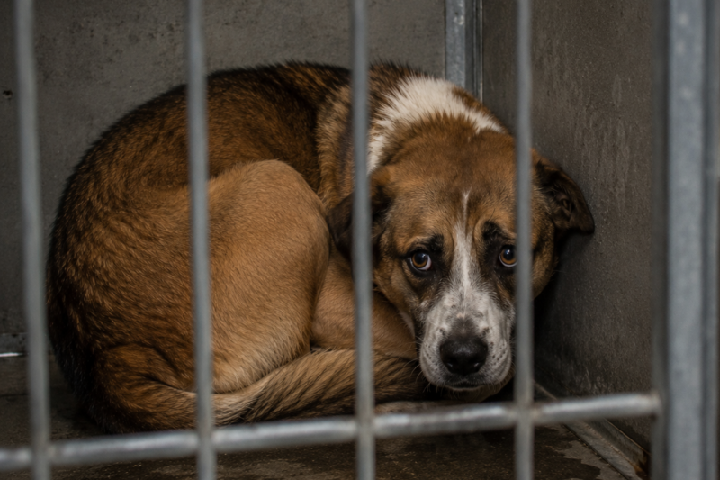 PEOPLE SAW AN AGGRESSIVE DOG BEHIND THE KENNEL DOOR, BUT HER EYES TOLD A DIFFERENT STORY—ONE FULL OF FEAR, CONFUSION, AND A LIFE THAT HAD ALREADY FAILED HER.