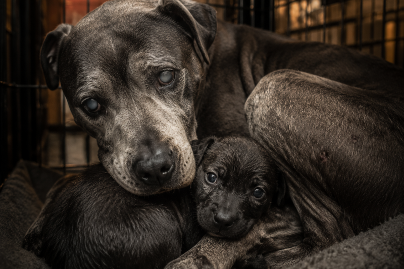 THE STRAY WHO BECAME A GUARDIAN: HOW ONE BLIND DOG SAVED HUNDREDS AND FOUND HIS TRUE HOME