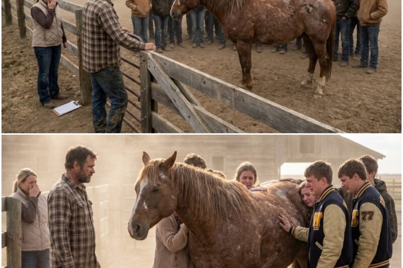 I’m not a teacher, and I don’t work for the local school district. I’m a farrier. I spend my days trimming rough hooves and hammering heavy steel shoes onto the feet of horses.