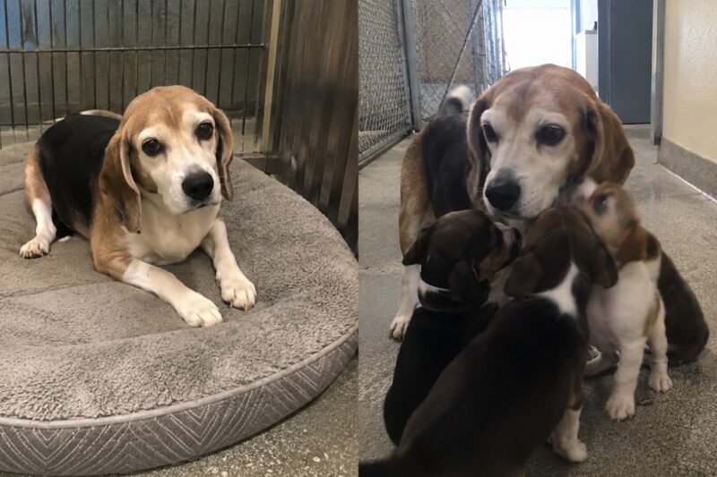 No one ever asked to meet him.  People would pause at his card, see his age, and move on.  Thirteen.  Senior.  Medical needs.  Slow walk.  Sweet temperament.