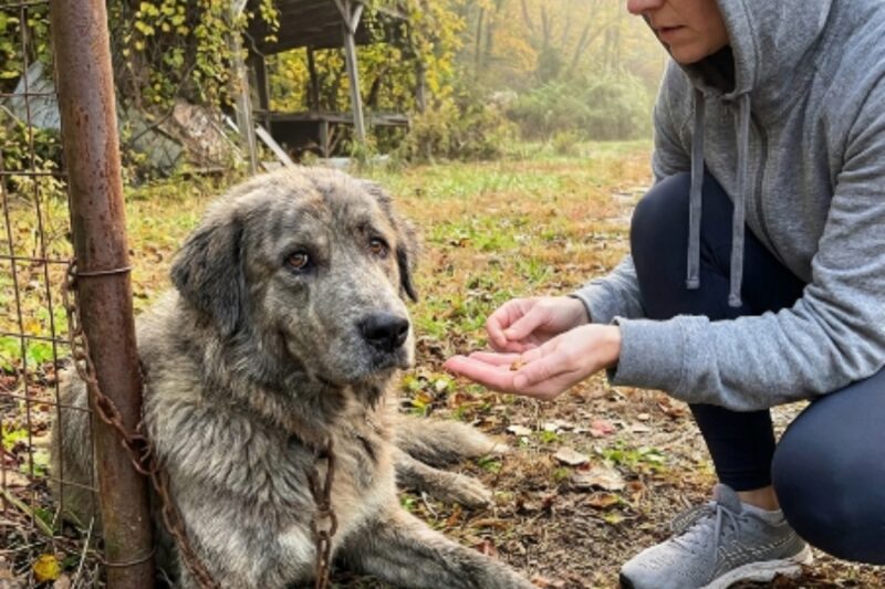 DOG WAS TIED UP AND ABANDONED — THEN SOMEONE LEFT A TOY