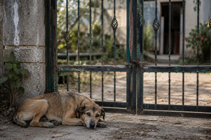 AND WHEN SHE TOLD ME WHO HE BELONGED TO, I REALIZED THAT DOG WASN’T JUST HUNGRY—HE WAS GRIEVING.