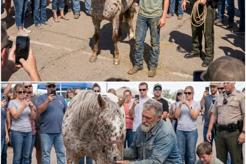 “Please, stop!” Leo yelled, his voice cracking. “He’s a therapy horse! He’s just scared. Let me calm him down!”