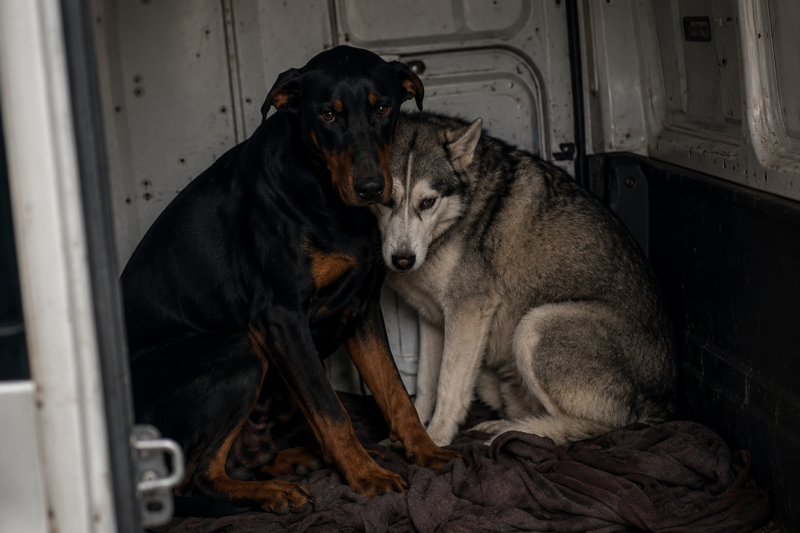 They Separated Two Grieving Dogs to Save Space—Four Days Later, the Vet Said, “Put Them Back Together or They’ll Stop Fighting to Live”