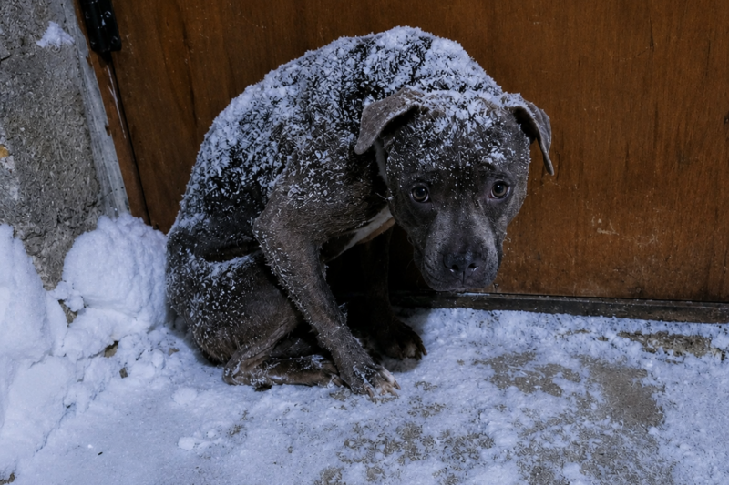 The Dog They Left to Freeze Still Waited at the Shelter Door