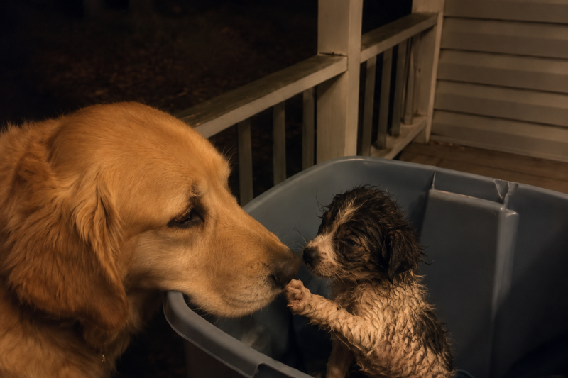 My Golden Retriever Woke Me at 3:07 A.M.—Then I Saw What Someone Had Dumped on My Porch