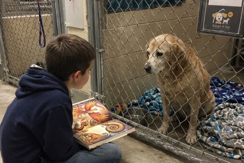 The Old Dog Nobody Wanted Sat in the Corner for Eight Months—Until a Grieving Boy Opened His Sketchbook