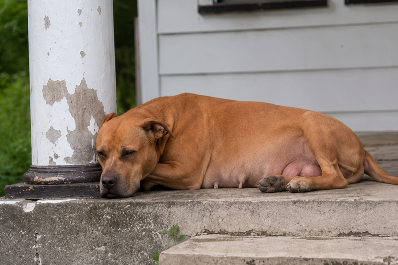 The Pregnant Dog Returned to the Abandoned House Every Morning—Because She Still Believed Her Family Was Coming Back